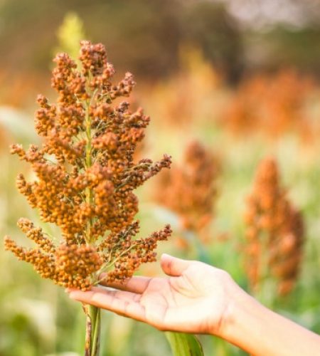 focus-hand-holding-millet-tree-wide-field_103134-38